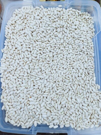 !Φασόλια ΦΡΕΣΚΑ - Χορόζι η Κοντούλα - Πολύ Βραστερά