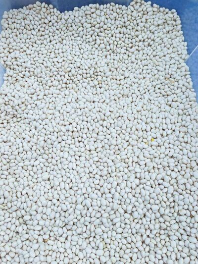 !Φασόλια - Βανίλια - Τα Ποιο Μικρά Σε Μέγεθος