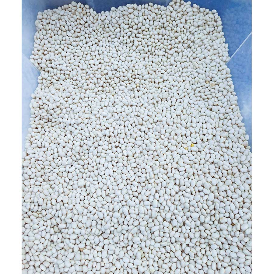 !Φασόλια - Βανίλια - Τα Ποιο Μικρά Σε Μέγεθος