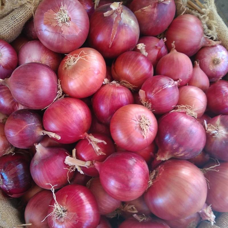 Κρεμμύδια Κόκκινα