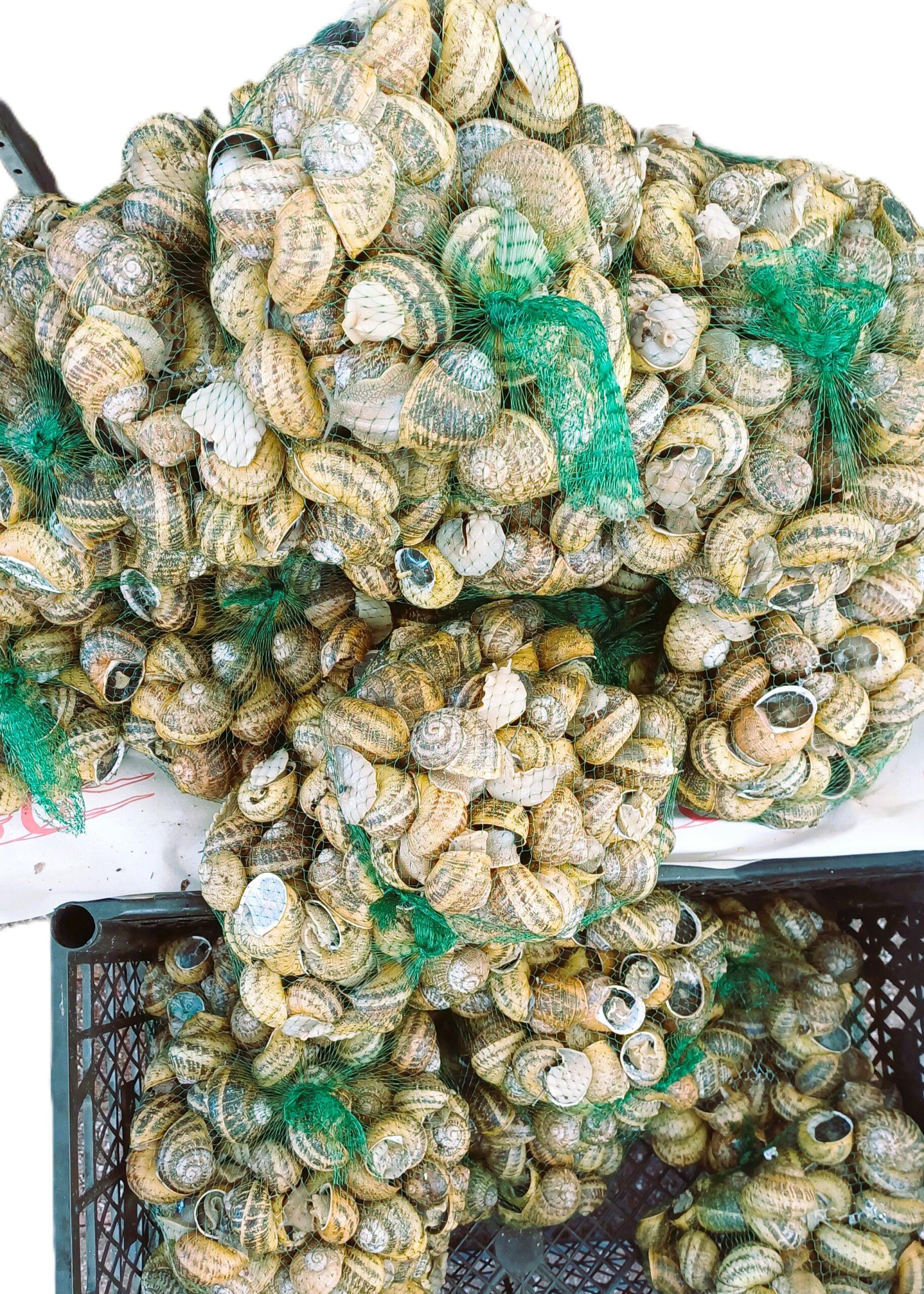 Σαλιγκάρια Πολυτελείας!!!